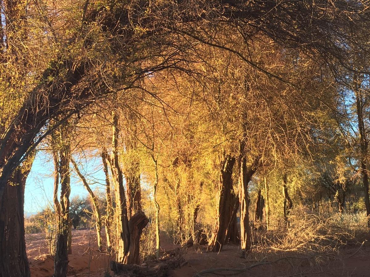 Andes Nomads Desert Camp & Lodge Σαν Πέδρο ντε Ατακάμα Εξωτερικό φωτογραφία